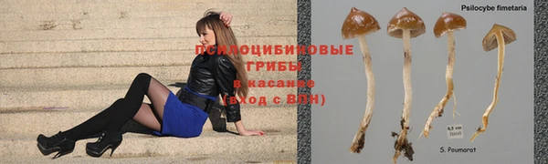 крисы Кодинск